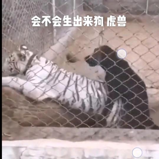 道主
