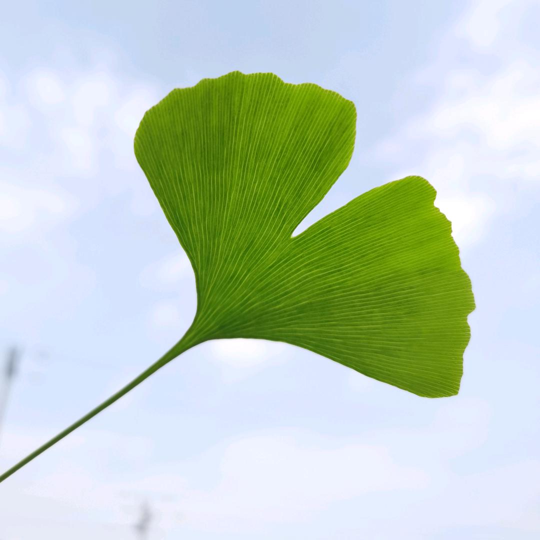 嘴角上yang_