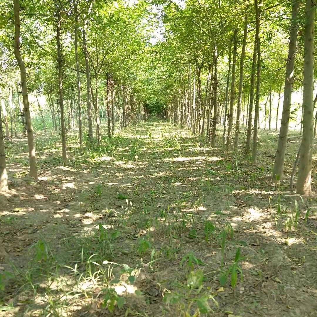 睇卡通片学粤语