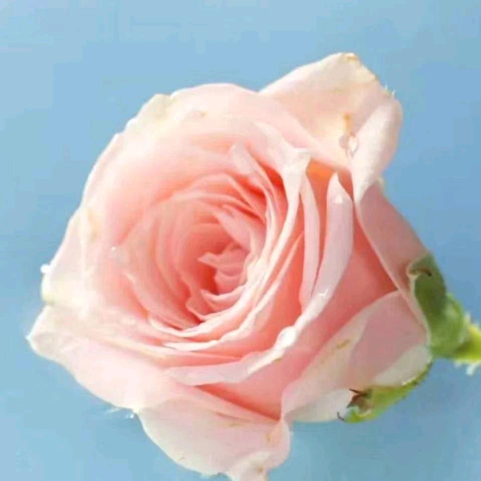 梧桐树上已开花🌼