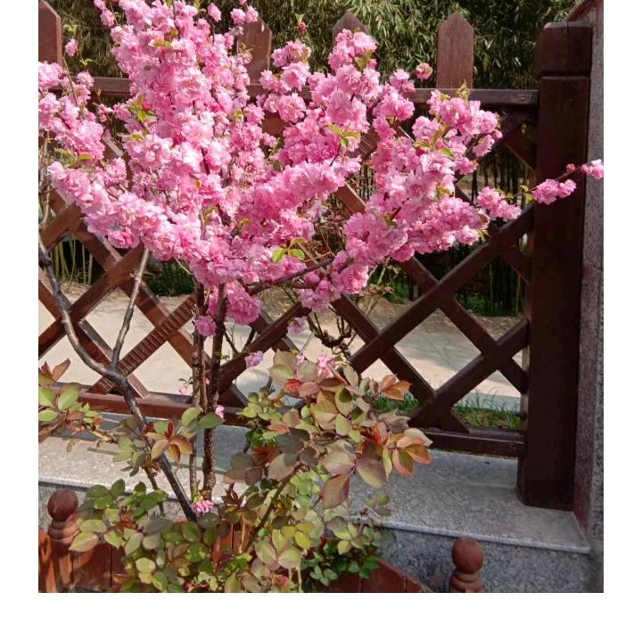 柳暗花明
