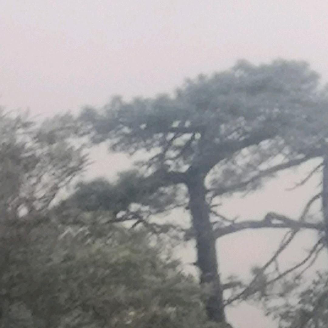 岭岩松
