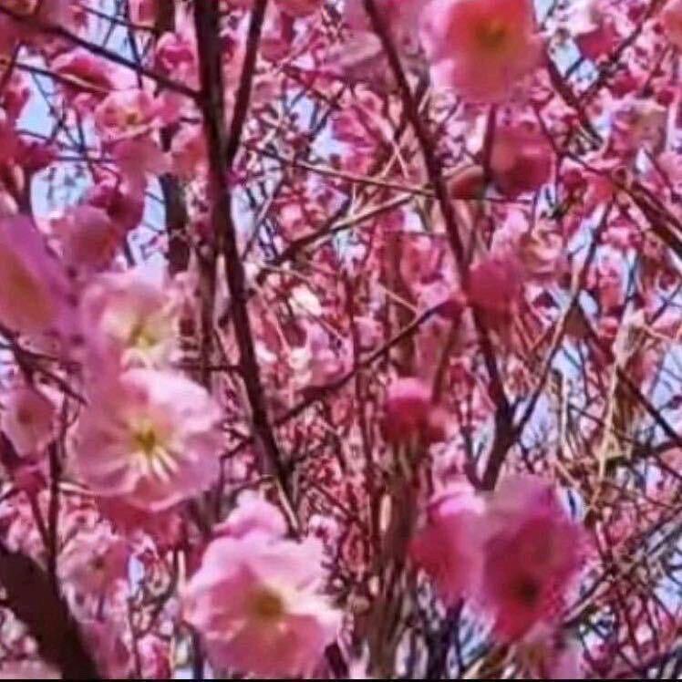 王小丽