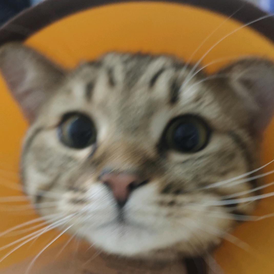 菜到遭不住哇（种地版）