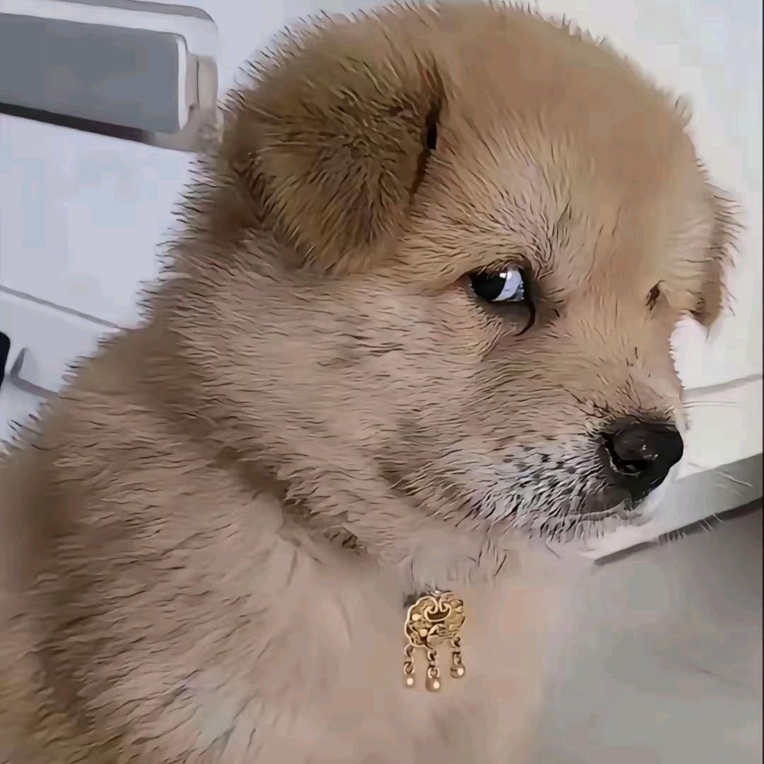 @亲爱的🙈