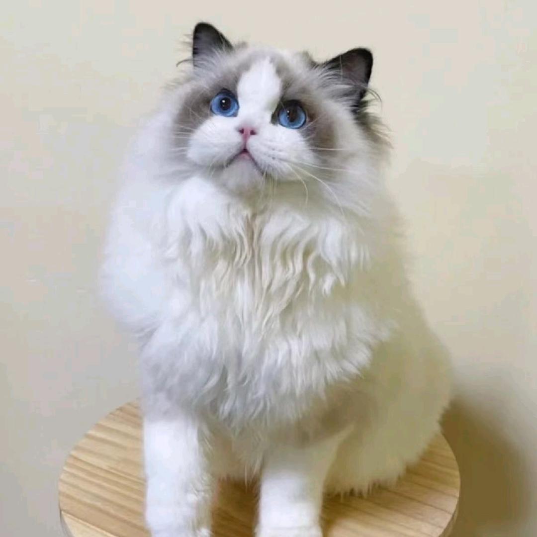 猫咪生活好物尽在橱窗