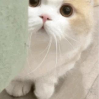 甜心扶苏