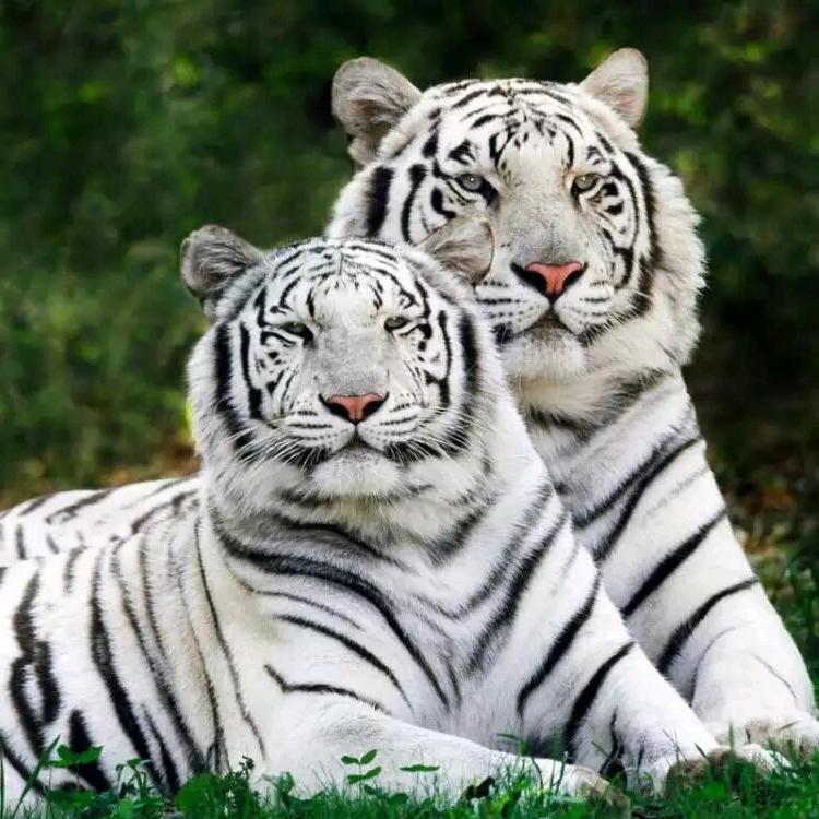 🧚‍♀️傲灵飞雪🧚‍♂️