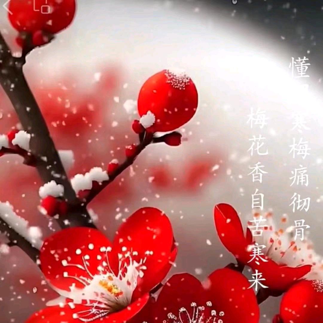 寒梅傲雪