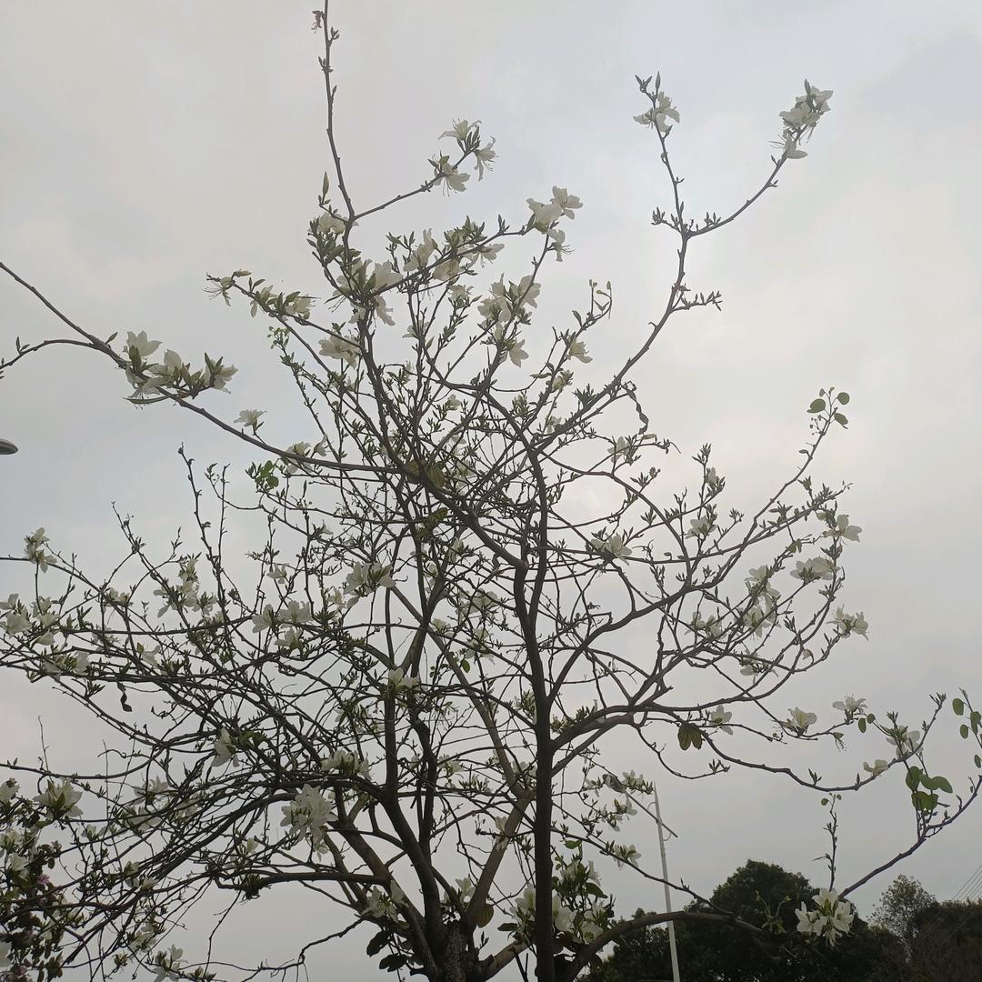 莹莹