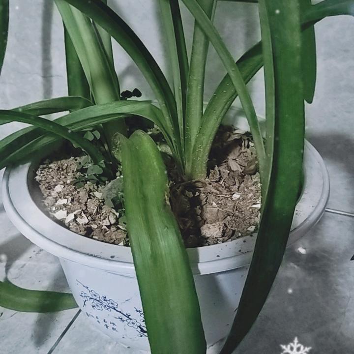 菊花茶