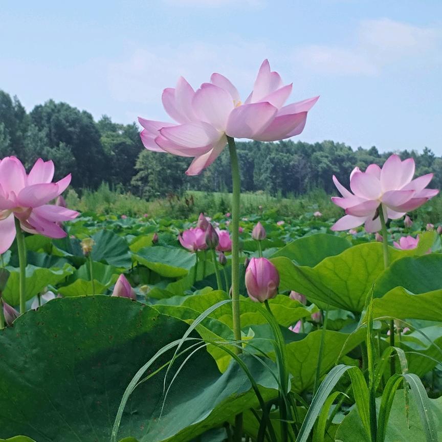 心静莲花开