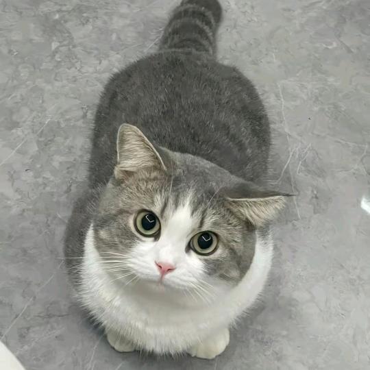 杨娃娃，