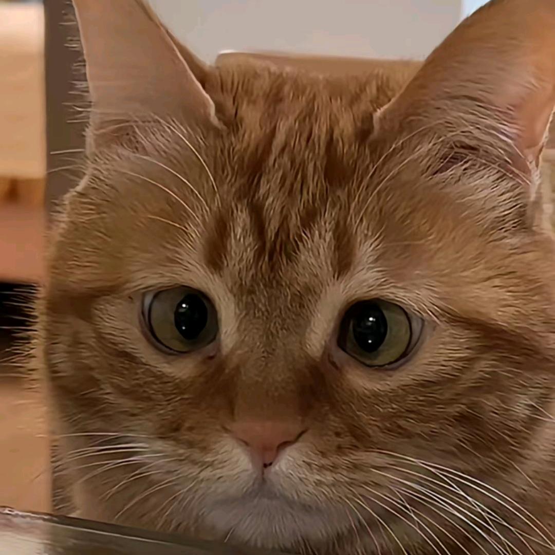 后天游戏圣体25