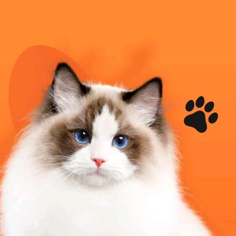 左邻右猫（上河城店）