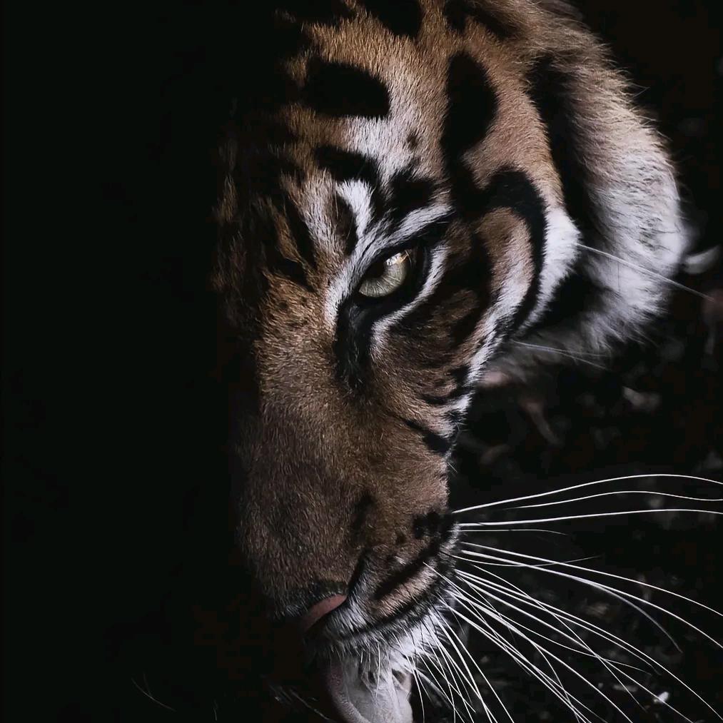 爱看猫科