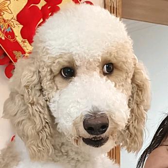 大黑猫旺财
