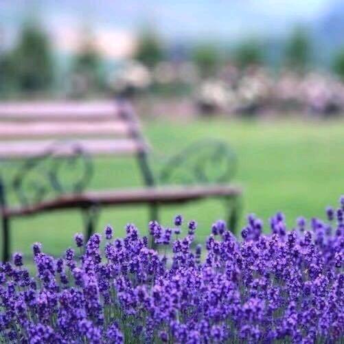 🌸美丽de薰衣草