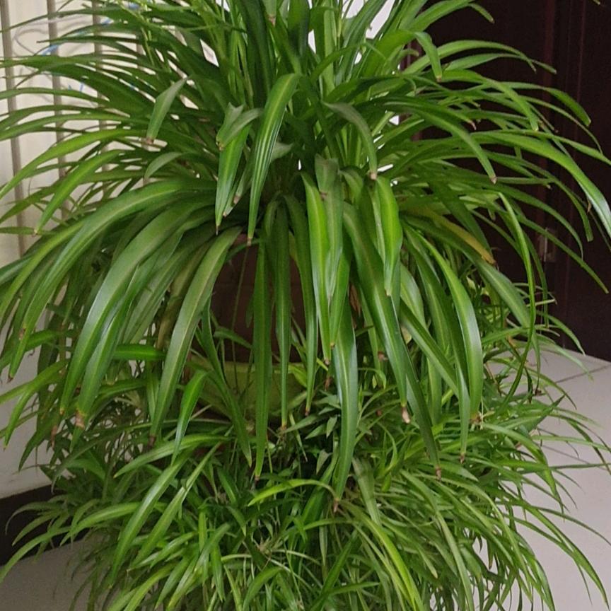 幸福常寿