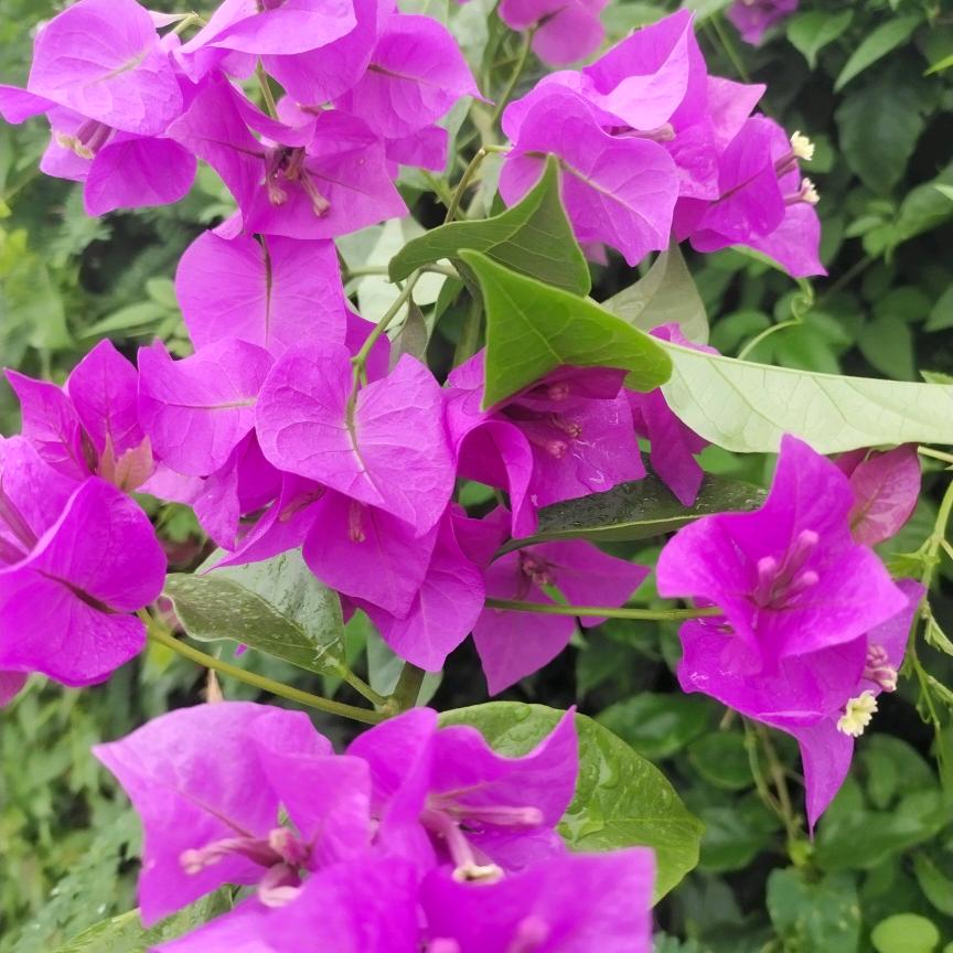 望花