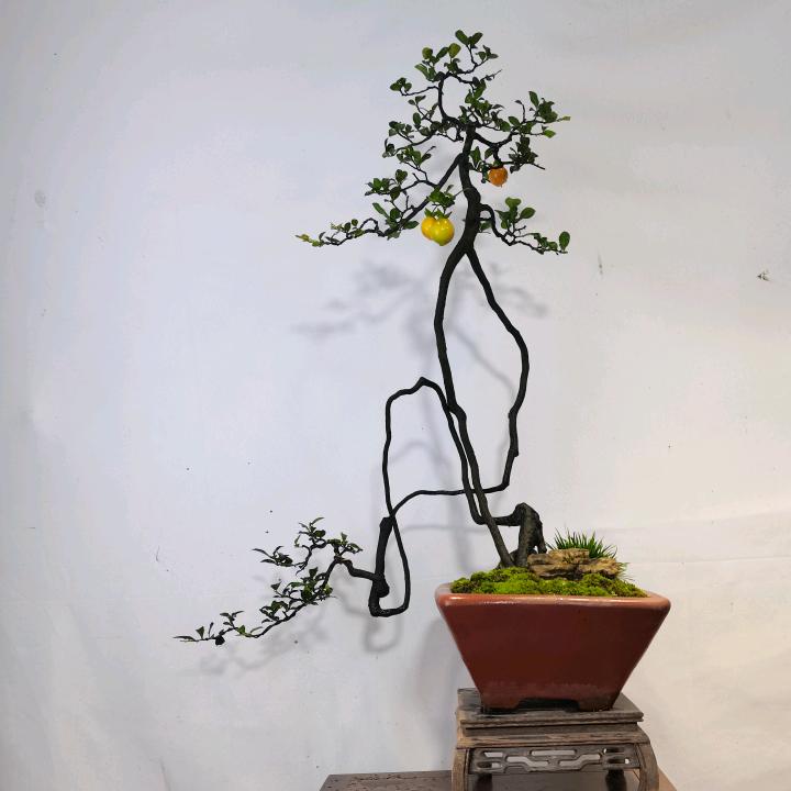小林盆景