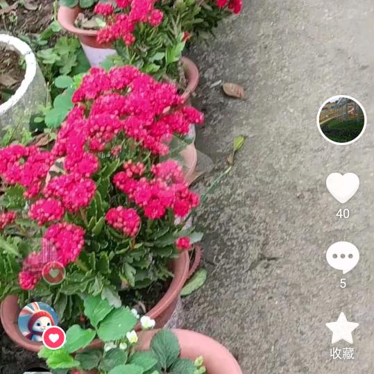 王林