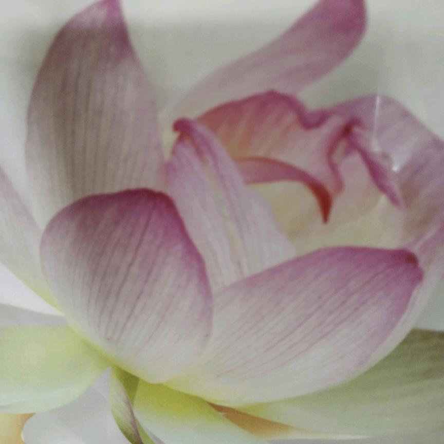 🥀💕随缘🥀💕