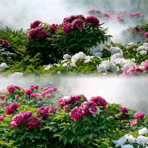 花海营地
