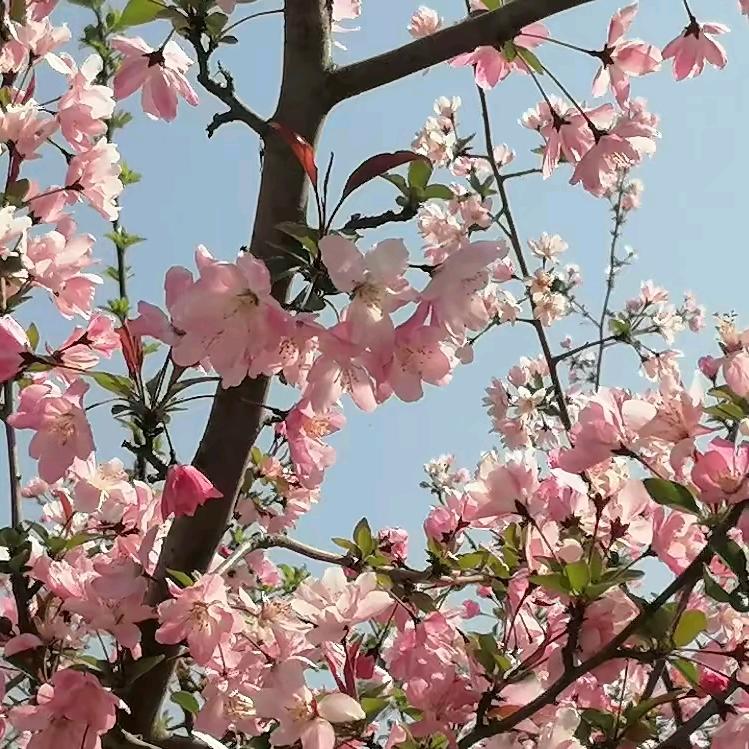 花儿为什么这样红？