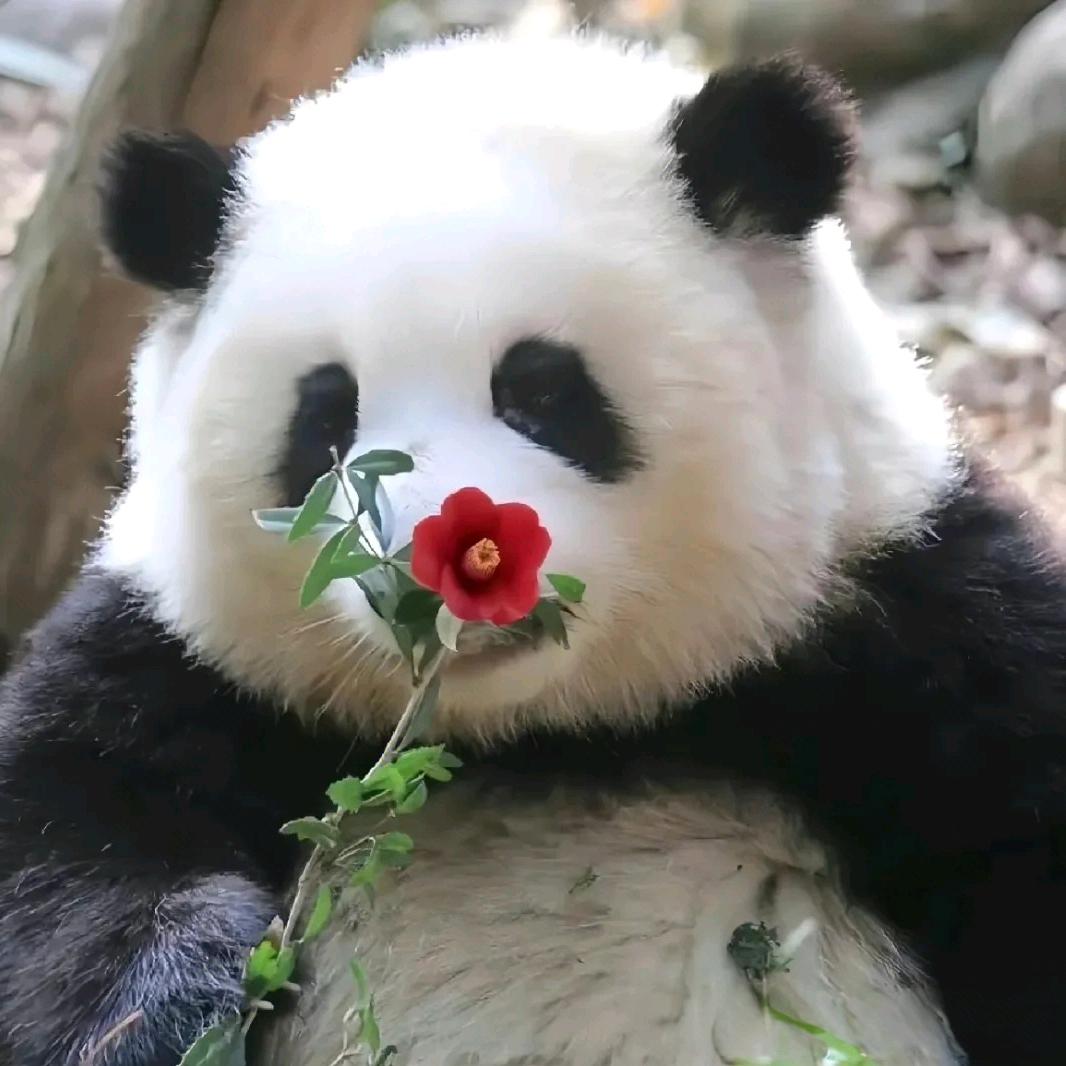 是阿想吖头像