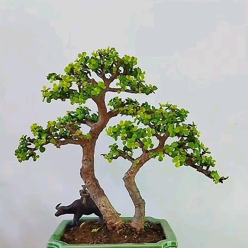 冀石金枝砖家