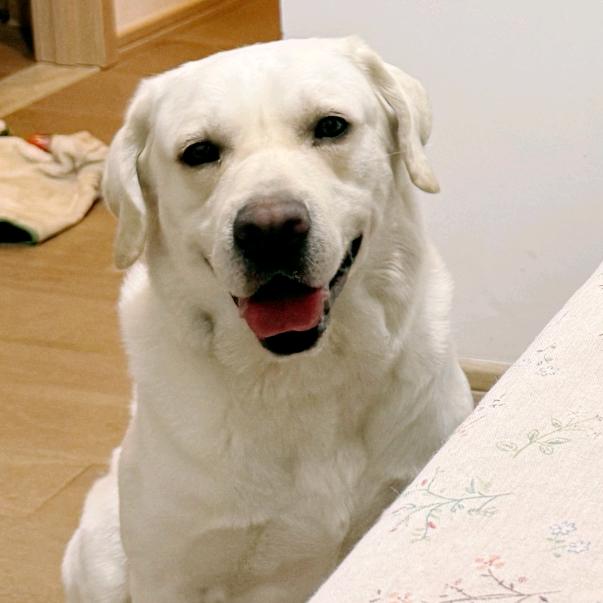 拉布拉多～葫芦