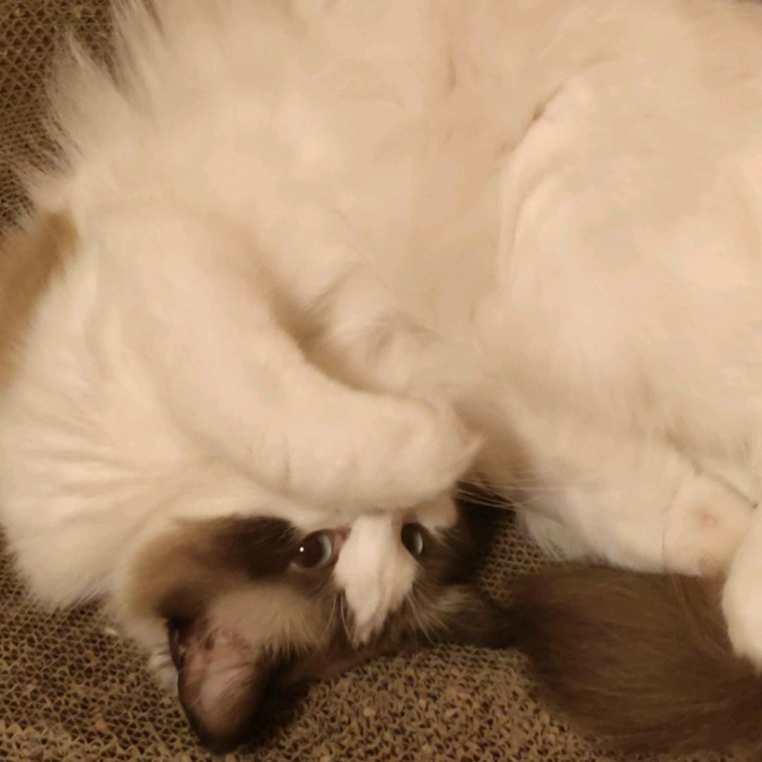 重装小兔怼死你