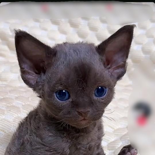 有创意的皮蛋（壁画找我宝宝们）