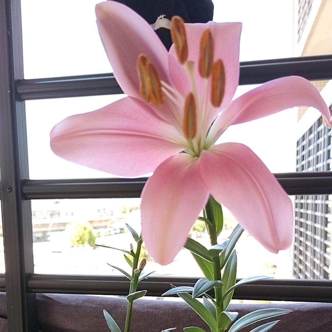🌺花花姐