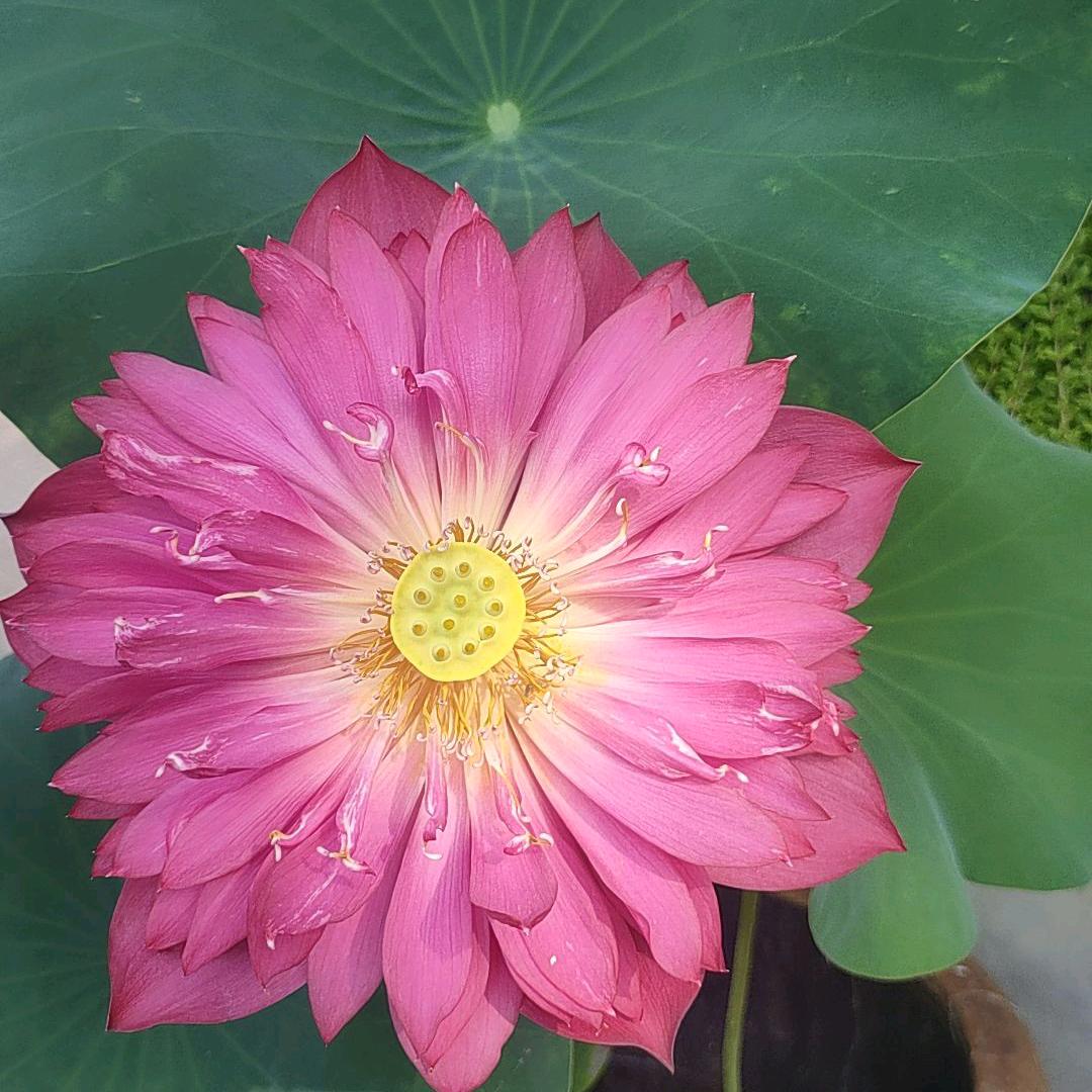 ♛风吹过的瞬间♛