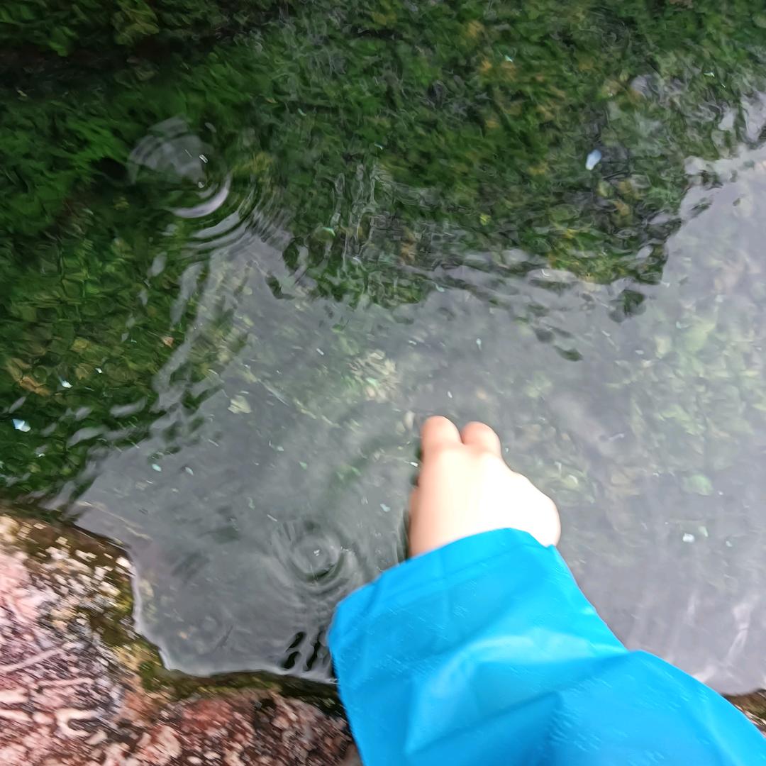 紫苏叶