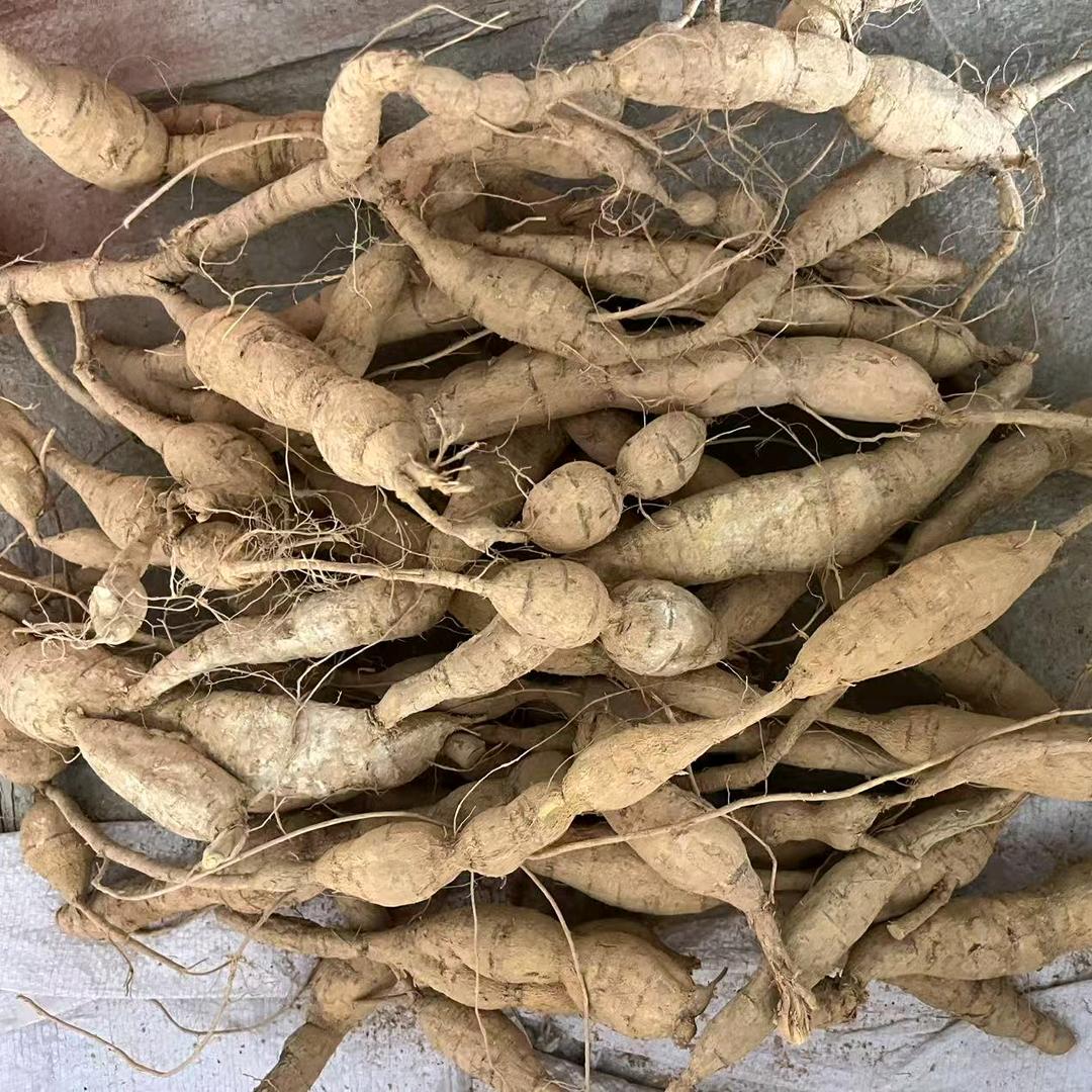 专挖 野生牛大力 五指毛桃 小陈