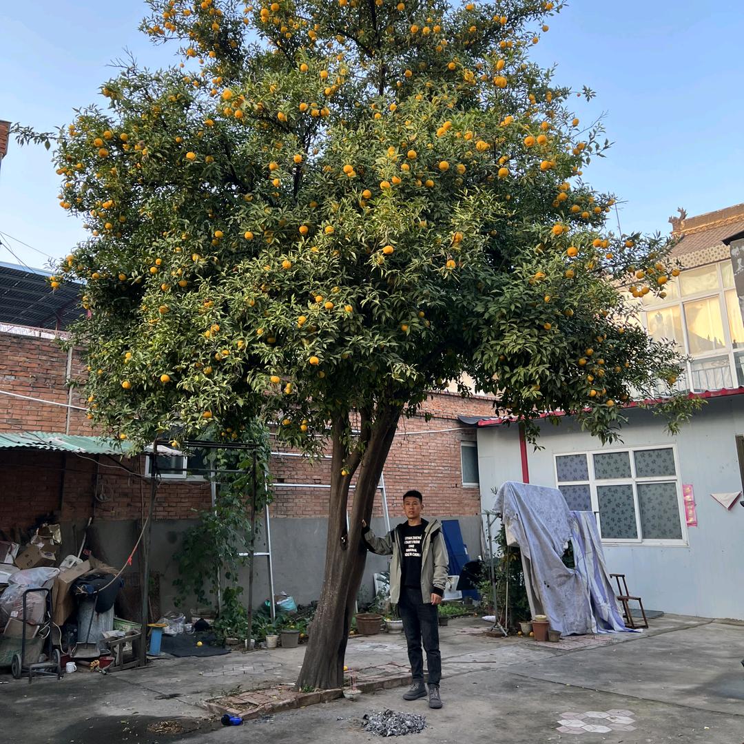 鑫豫庭院-景观落地jf