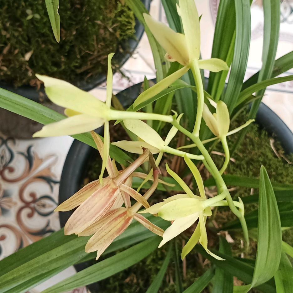 杜鹊花小号