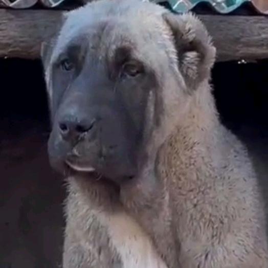 水浒猛犬养殖(陈哥)