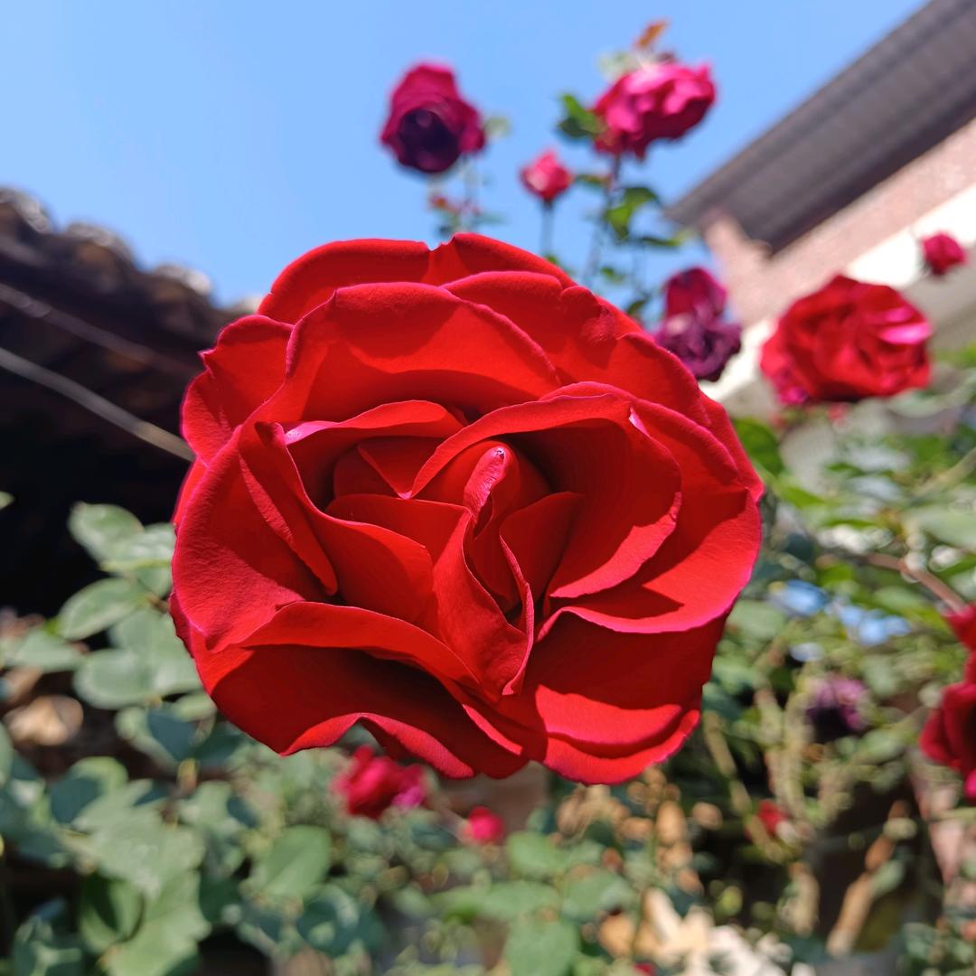 💗᭄💗᭄刻骨铭心꧔ꦿ᭄💗᭄💗᭄