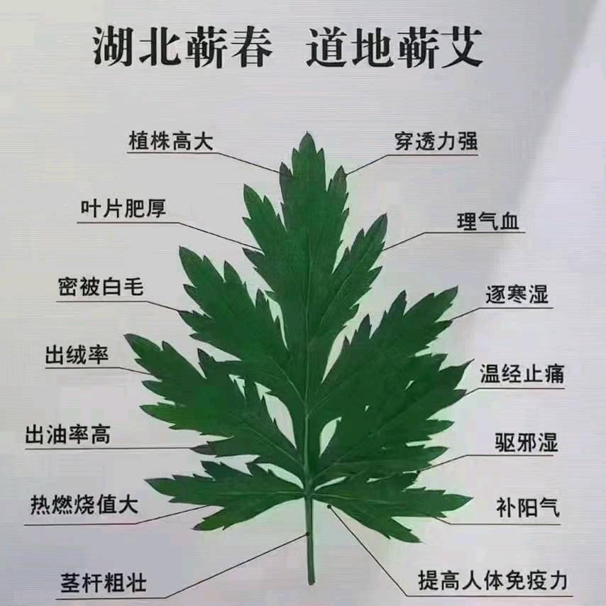 周云艾叶，艾苗，艾根，全棵艾