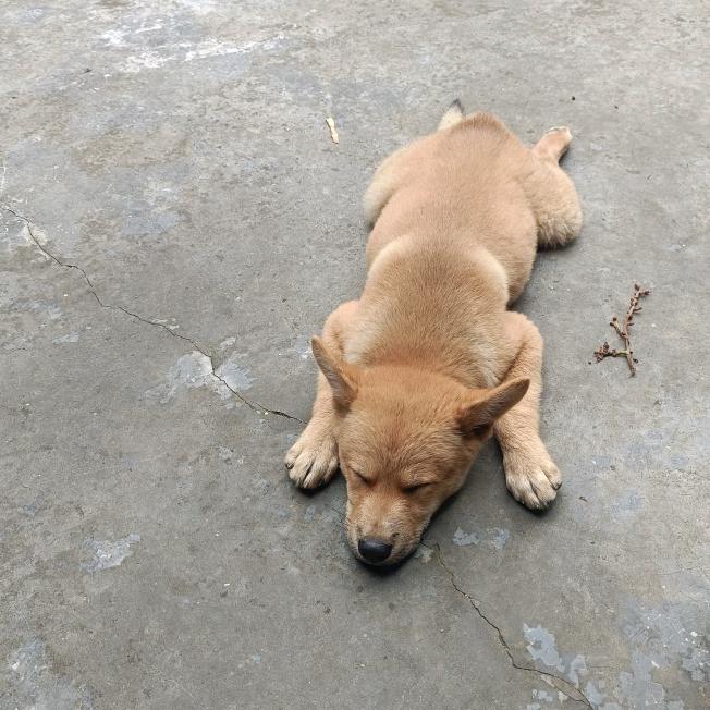 田园犬-旺财