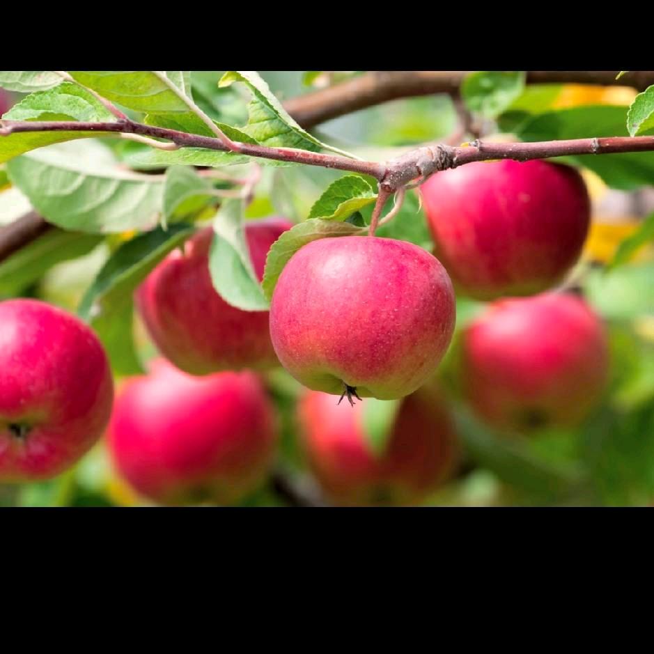 🍎🍎平平安安🍎🍎