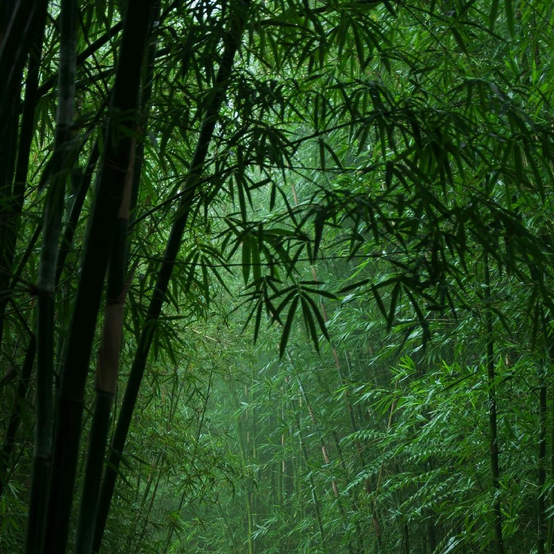 山楂猫头像