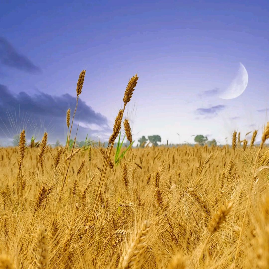 太康精装批墙【乳胶漆】顾师傅