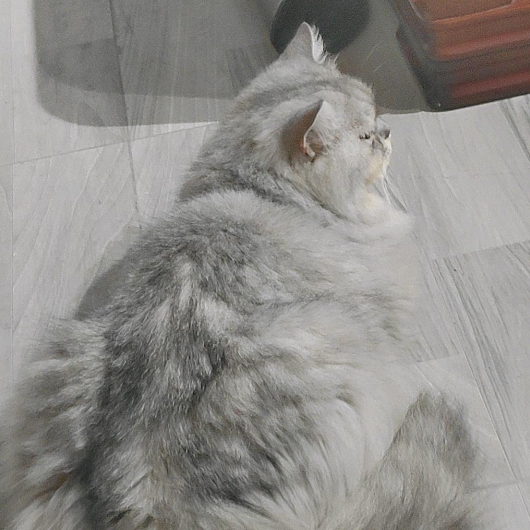 最喜欢做美梦的猫