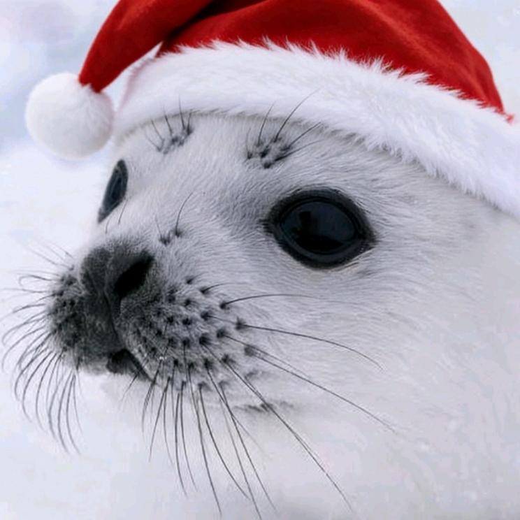 豹气侧漏(:зᒡ    )З