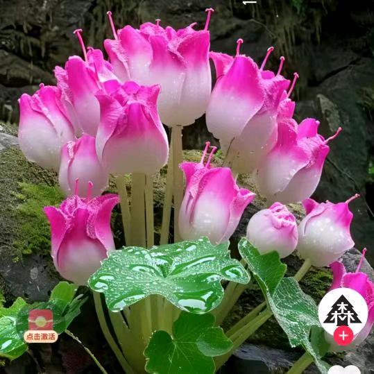 开心玫瑰🌹